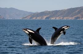 Косатки как охотники: необычное поведение в Калифорнийском заливе